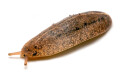 Veronicella cubensis Hawaii juvenil